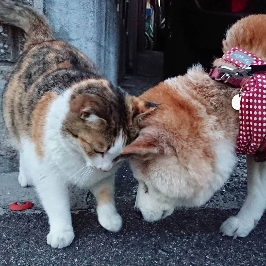 柴子さんのインスタグラム写真 - (柴子Instagram)「本日の夕方散歩。 柴子(仮名)さん、猫さんと頭で交信。 というよりも、頭で支えてもらってるのかな。 #柴犬　#shibainu #shibastagram  #猫　#cat #catstagram」3月25日 18時46分 - senogawadogs