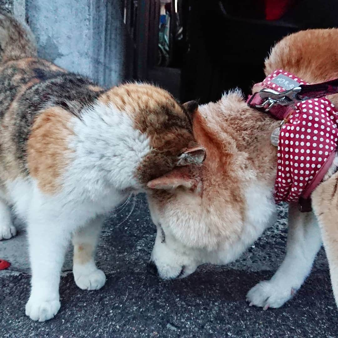 柴子さんのインスタグラム写真 - (柴子Instagram)「本日の夕方散歩。 柴子(仮名)さん、猫さんと頭で交信。 というよりも、頭で支えてもらってるのかな。 #柴犬　#shibainu #shibastagram  #猫　#cat #catstagram」3月25日 18時46分 - senogawadogs