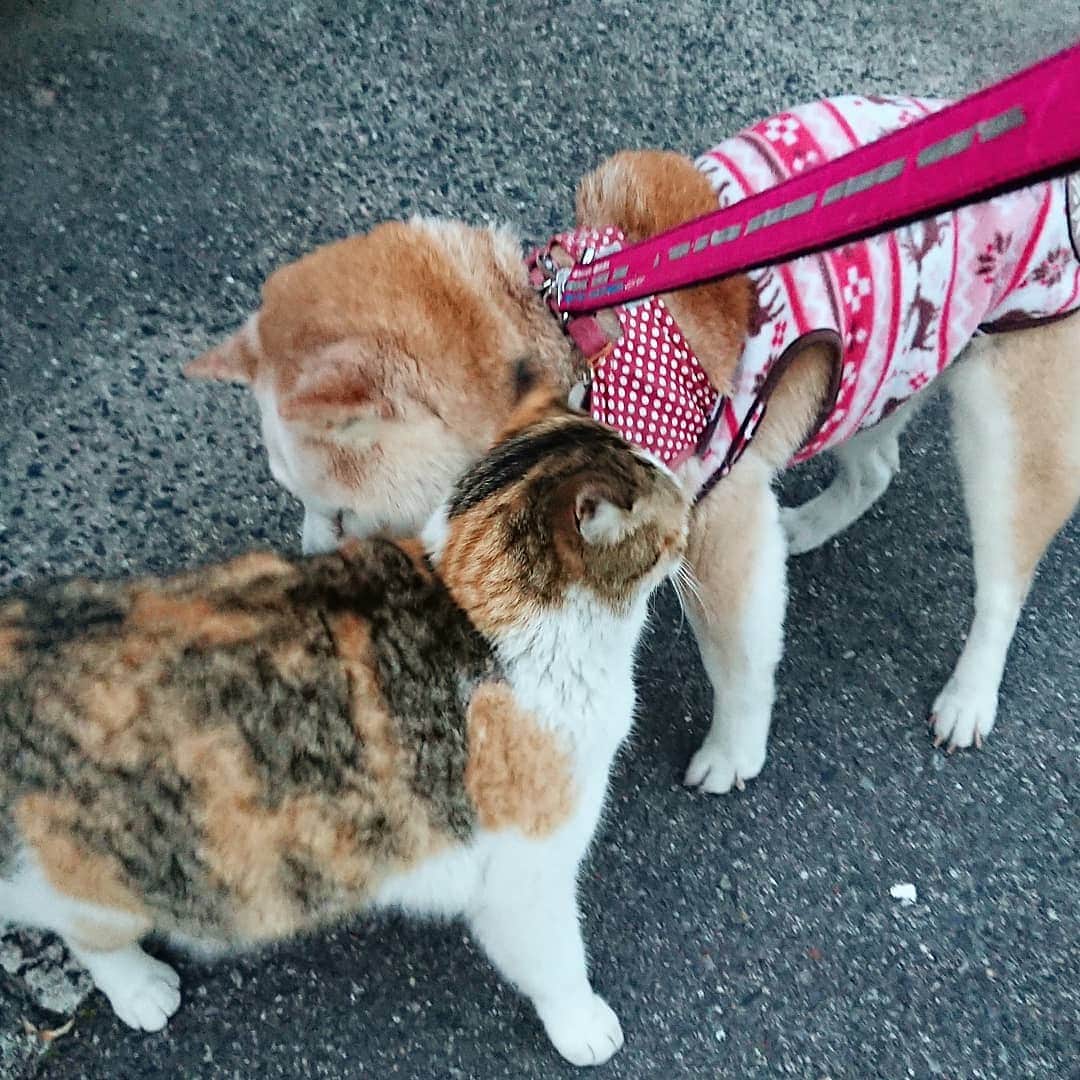 柴子さんのインスタグラム写真 - (柴子Instagram)「本日の夕方散歩。 柴子(仮名)さん、猫さんと頭で交信。 というよりも、頭で支えてもらってるのかな。 #柴犬　#shibainu #shibastagram  #猫　#cat #catstagram」3月25日 18時46分 - senogawadogs