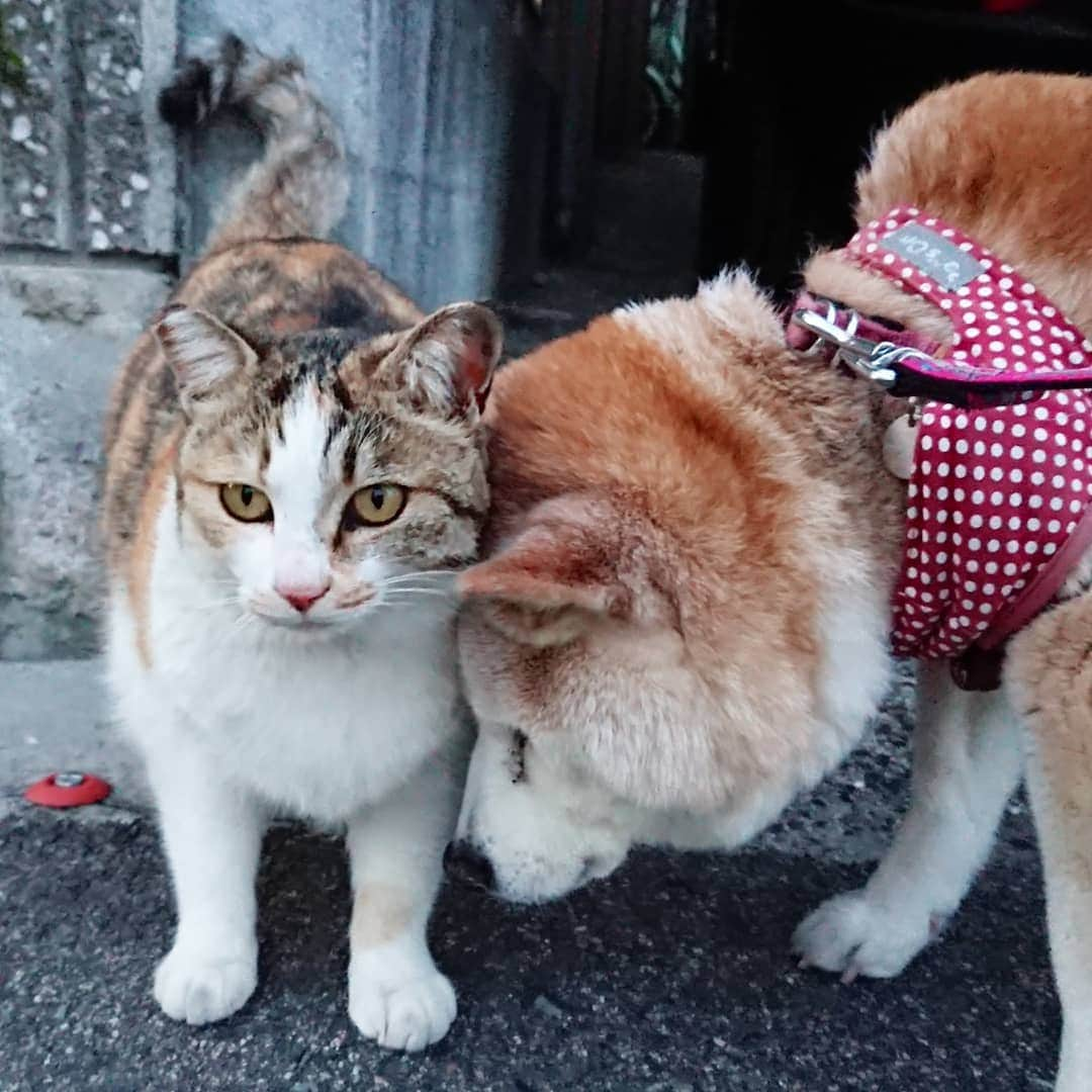 柴子さんのインスタグラム写真 - (柴子Instagram)「本日の夕方散歩。 柴子(仮名)さん、猫さんと頭で交信。 というよりも、頭で支えてもらってるのかな。 #柴犬　#shibainu #shibastagram  #猫　#cat #catstagram」3月25日 18時46分 - senogawadogs