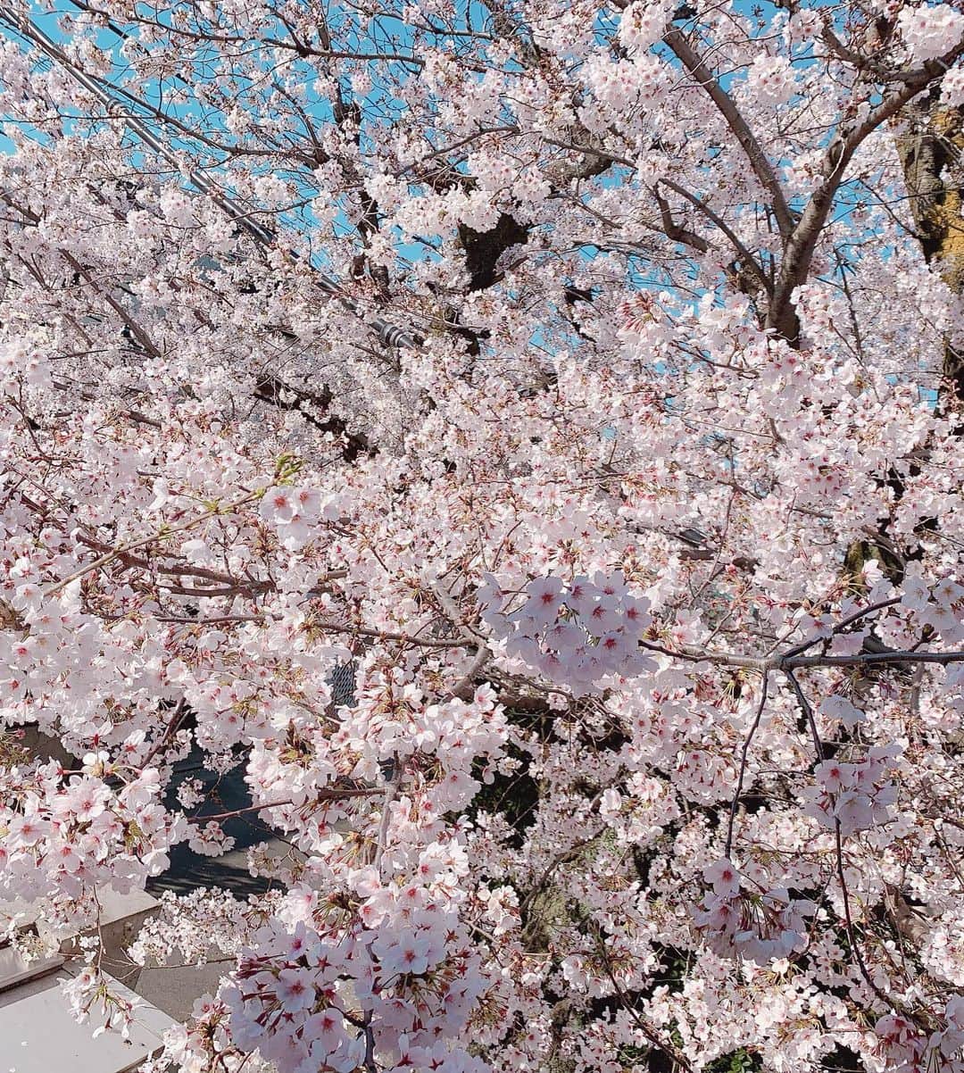 トリンドル玲奈さんのインスタグラム写真 - (トリンドル玲奈Instagram)「見れた〜♡ 近所のお花を見てから、 おうちでお花を思い出しながら笑 ゴハンを食べました。  瑠奈もいたし🌸、 楽しかった〜😋」3月25日 18時50分 - toritori0123