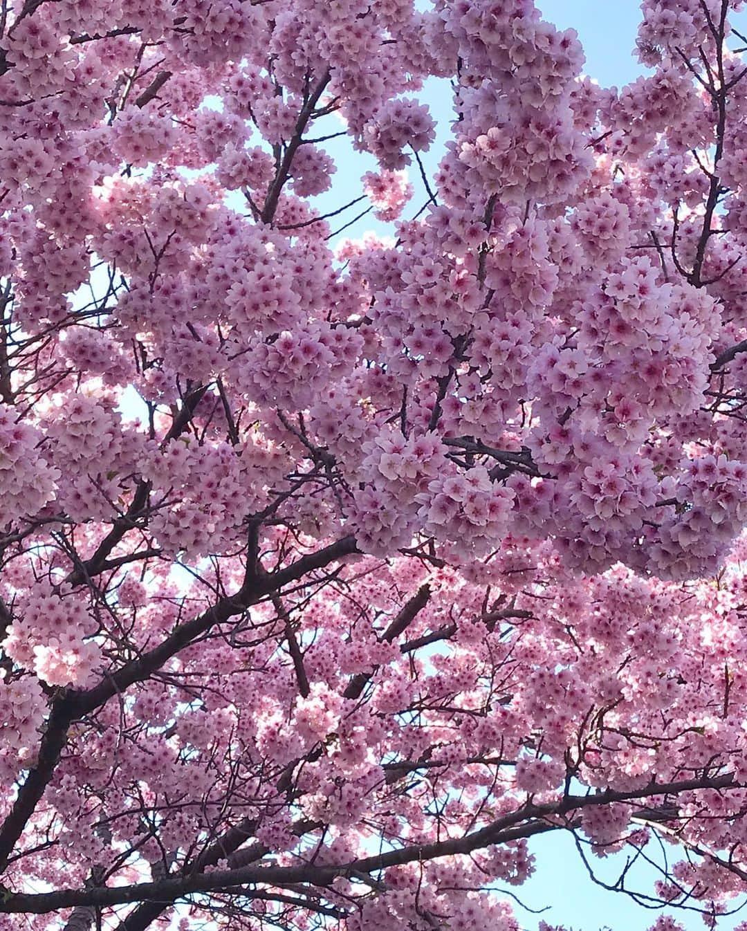 アンミカさんのインスタグラム写真 - (アンミカInstagram)「二人とも昨日は関西で仕事だったので、お誕生日に京都で合流。 。 この時期なので、報道でも紹介した【タクシー花見🌸🚖】で桜を愛でて。。 。 撮影時の一瞬だけマスクを外し、また貸し切りしてるタクシーで移動🚖。。 。 上品蓮台寺や本満寺など、小さくて人がいないお寺の🌸枝垂れ桜🌸が、とてもとても美しかった。。😊 。 早くみんなが堂々と外に出て、四季の空気を味わえる日が来ることを願って、桜をシェアしますね🌸 。 #1枚目は高台寺のお庭の枝垂れ桜🌸 #2枚目は本満寺の滝の様な枝垂れ桜🌸 #3枚目と4枚目は上品蓮台寺の門に不思議な麗しい光が✨ #花見がなかなか出来ないのでタクシー花見のシェア🌸🚕 #最後の若柳も青々しくて美しい🌱🌱🌱 #happybirthday #タクシー花見」3月25日 19時02分 - ahnmikaofficial