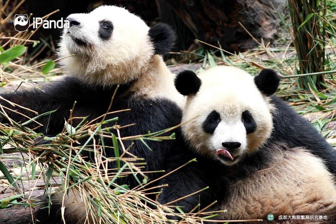 iPandaさんのインスタグラム写真 - (iPandaInstagram)「Chengdu Research Base of Giant Panda Breeding reopens from March 25th  After a temporary close from earlier 2020, Chengdu Research Base of Giant Panda Breeding has reopened on March 25th. To ensure the health and safety of the visitors, staff, and pandas, the Panda Base will still adopt measures to limit visitor traffic.  To know more details about the admission requirements and ticket information, please read the link below: https://www.facebook.com/395946737156161/posts/3031920950225380/」3月25日 19時01分 - ipandachannel