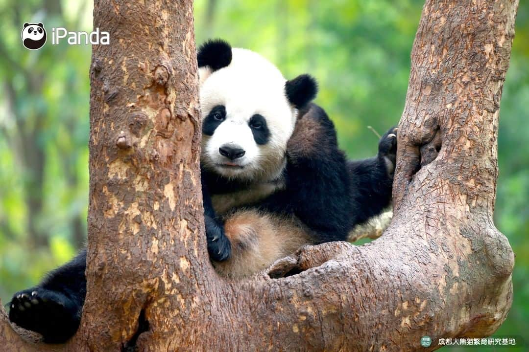 iPandaさんのインスタグラム写真 - (iPandaInstagram)「Chengdu Research Base of Giant Panda Breeding reopens from March 25th  After a temporary close from earlier 2020, Chengdu Research Base of Giant Panda Breeding has reopened on March 25th. To ensure the health and safety of the visitors, staff, and pandas, the Panda Base will still adopt measures to limit visitor traffic.  To know more details about the admission requirements and ticket information, please read the link below: https://www.facebook.com/395946737156161/posts/3031920950225380/」3月25日 19時01分 - ipandachannel