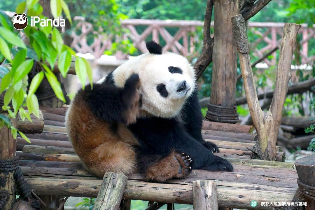iPandaさんのインスタグラム写真 - (iPandaInstagram)「Chengdu Research Base of Giant Panda Breeding reopens from March 25th  After a temporary close from earlier 2020, Chengdu Research Base of Giant Panda Breeding has reopened on March 25th. To ensure the health and safety of the visitors, staff, and pandas, the Panda Base will still adopt measures to limit visitor traffic.  To know more details about the admission requirements and ticket information, please read the link below: https://www.facebook.com/395946737156161/posts/3031920950225380/」3月25日 19時01分 - ipandachannel
