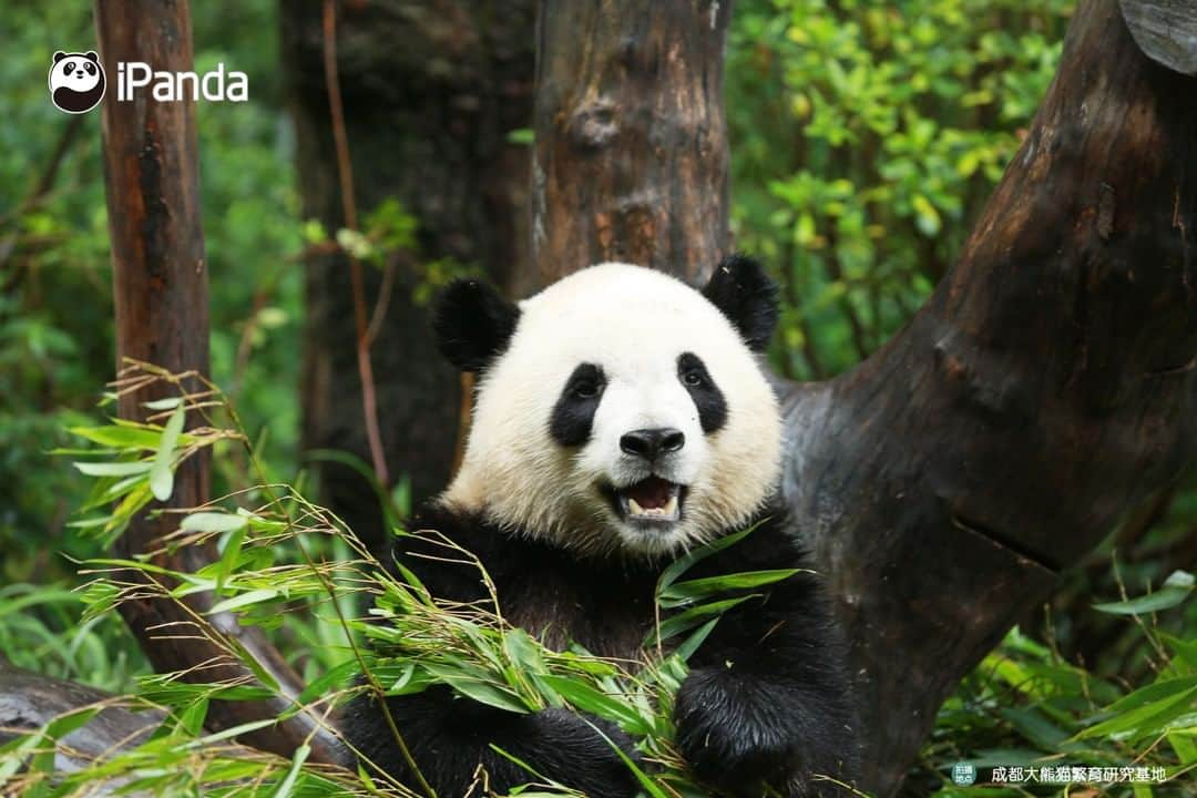 iPandaさんのインスタグラム写真 - (iPandaInstagram)「Chengdu Research Base of Giant Panda Breeding reopens from March 25th  After a temporary close from earlier 2020, Chengdu Research Base of Giant Panda Breeding has reopened on March 25th. To ensure the health and safety of the visitors, staff, and pandas, the Panda Base will still adopt measures to limit visitor traffic.  To know more details about the admission requirements and ticket information, please read the link below: https://www.facebook.com/395946737156161/posts/3031920950225380/」3月25日 19時01分 - ipandachannel