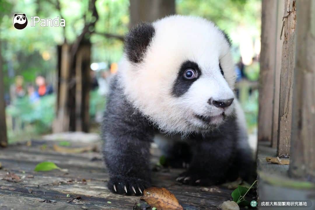 iPandaさんのインスタグラム写真 - (iPandaInstagram)「Chengdu Research Base of Giant Panda Breeding reopens from March 25th  After a temporary close from earlier 2020, Chengdu Research Base of Giant Panda Breeding has reopened on March 25th. To ensure the health and safety of the visitors, staff, and pandas, the Panda Base will still adopt measures to limit visitor traffic.  To know more details about the admission requirements and ticket information, please read the link below: https://www.facebook.com/395946737156161/posts/3031920950225380/」3月25日 19時01分 - ipandachannel