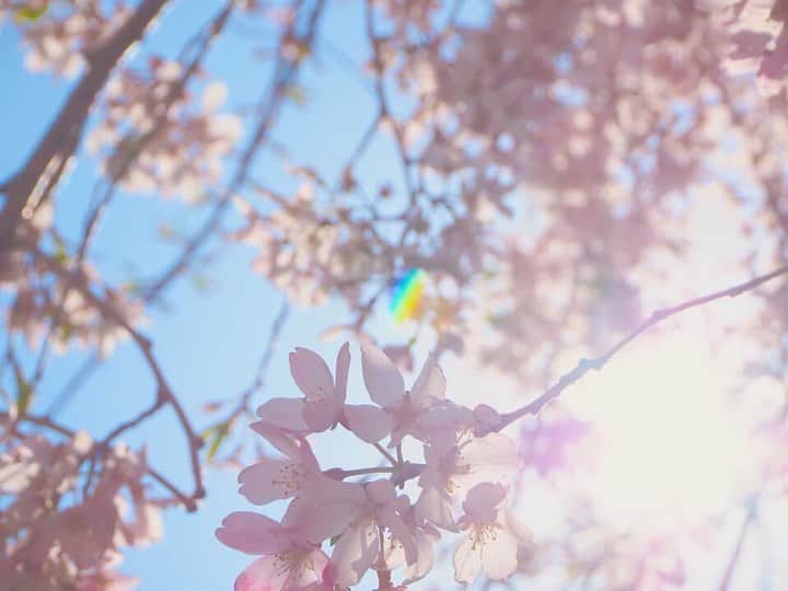 曽根由希江さんのインスタグラム写真 - (曽根由希江Instagram)「春集め🌸 希望あつめ🌸  ずっと浴びてたい #桜 #blossom  #cherryblossomview #hope #お庭でお仕事」3月25日 19時06分 - yukiesone427