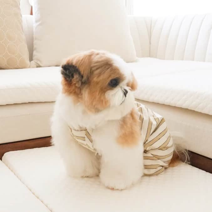 水嶋はちのインスタグラム：「Hachi is so fluffy!! * * ボクはふわふわらしいです。 はじめて触る方はビックリするので ボクもビックリしちゃいます。 みなさんもぜひお試しください！ * * 告知が遅くなりましたが「鼻ぺちゃ展2020in広島」4/5まで広島PARCOで開催中です！ * * 春らしいサロペットはハニちゃんママさんのブランド(@h.__closet )のものです！ * * #はち #HACHI #シーズー大好き部 #鼻ぺちゃ展2020in広島」