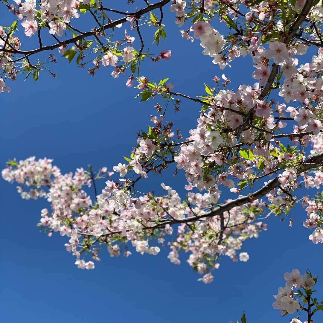 大月さゆのインスタグラム：「今日の青空も素晴らしかったなぁ。 色んなこと忘れて心をシャキッと入れ変えてくれる桜と青空🐳  体は疲労していて「疲れたなぁ😅」なんて呟いてしまうけど、とてもありがたい喜びの筋肉疲労です🏋🏻‍♀️ #theboyfromoz #稽古がスタートして約2週間 #深みを増すための段階に入ってきた」