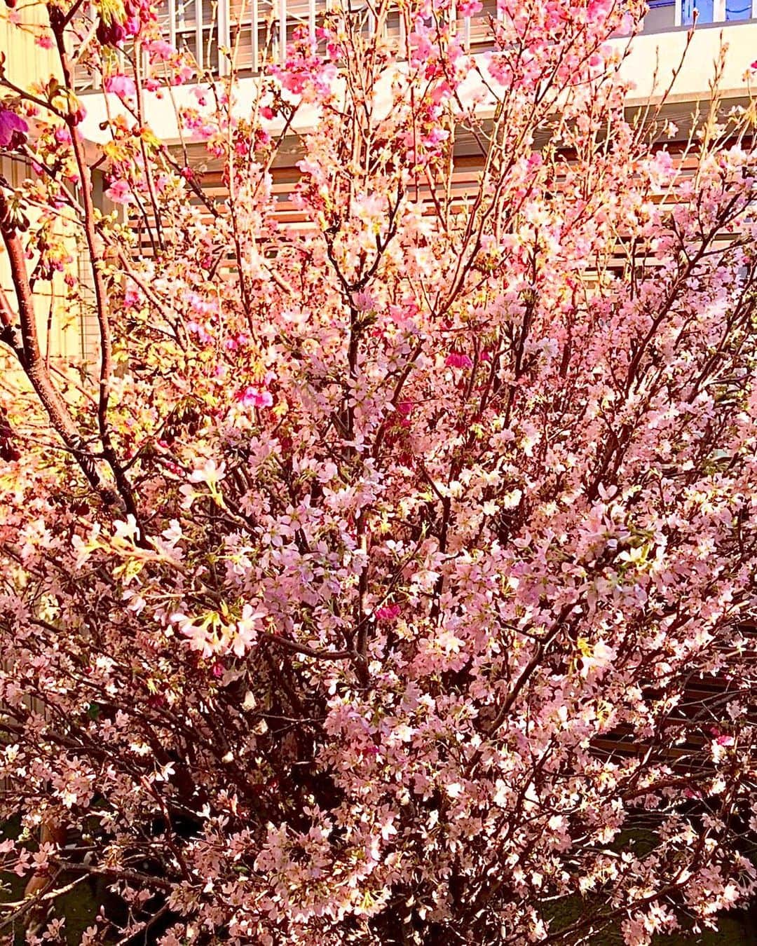 明日花キララさんのインスタグラム写真 - (明日花キララInstagram)「毎年桜は観に行くんじゃなく 桜側を家に呼ぶスタイル🍓🌸👸🏻🍡 . 愛犬もSAKURAコーデ🧸🎀 #桜を呼ぶ会」3月25日 19時27分 - asukakiraran