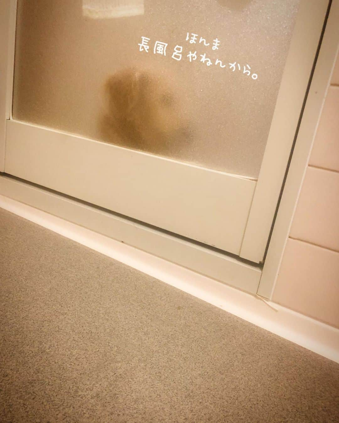 チズさんのインスタグラム写真 - (チズInstagram)「ぶつぶつ言いながら🐶 風呂🛀上がるの待ってくれてる❤️ #愛感じます 💕 #風呂出待ち 😻 #小言が多い 🤫👈 #動くマロン #movie 🎥 #Mダックス#ダックス#ミニチュアダックス #親父犬#シニア犬#ミニチュアダックスフンド #ミニチュアダックスクリーム#短足部 #短足犬#カニンヘンダックス #ダックス14歳#カニンヘンダックスフンド#犬は家族#犬のいる生活#インスタでわんこみるのが日課 ♡♡」3月26日 4時54分 - sqi.chizu