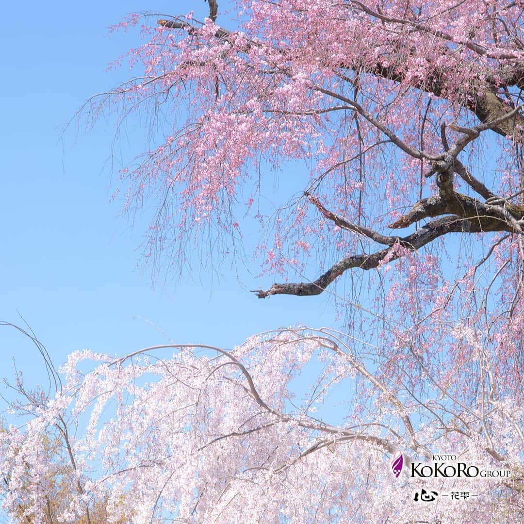 心－花雫－のインスタグラム