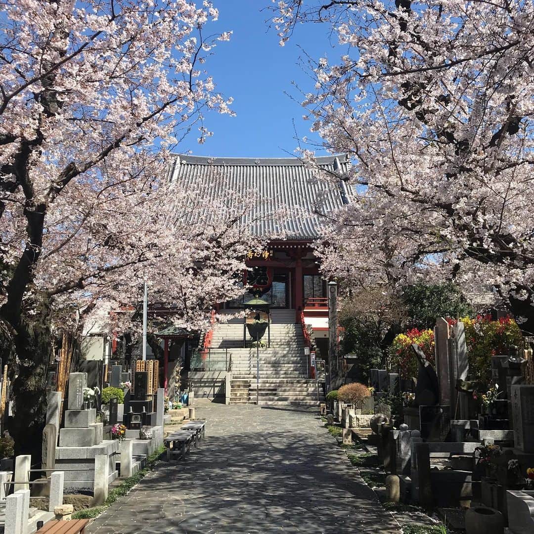 タカハタ秀太さんのインスタグラム写真 - (タカハタ秀太Instagram)「墓参。 #撮影で来れなかった…。 #月命日、からやや遅れ #いい桜 #「赤めだか」から始まった…。 #明日から外出控える件 #耐えましょう！」3月25日 21時48分 - takahatahideta