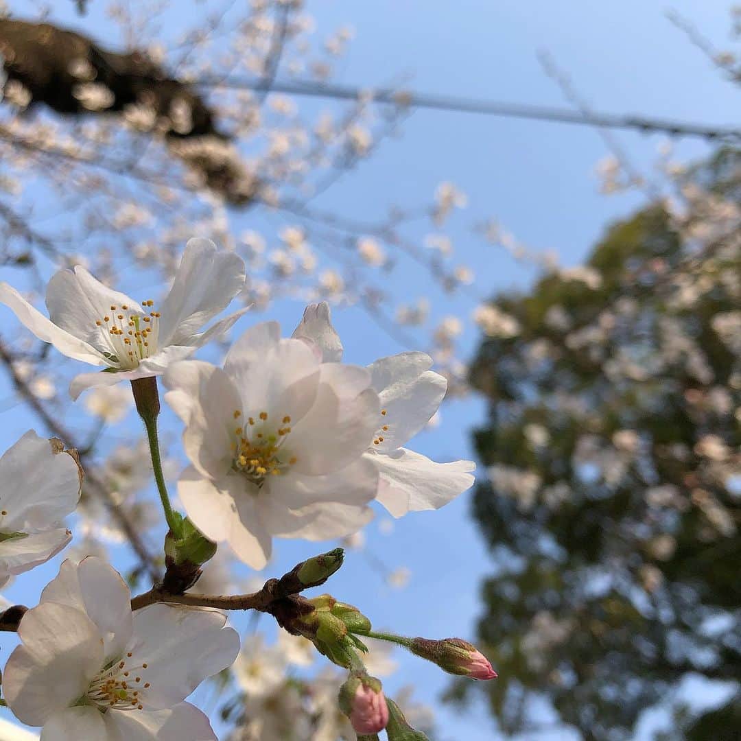 柏山奈々美のインスタグラム：「歩いてたら桜が咲いてた🌸  #桜　#🌸」