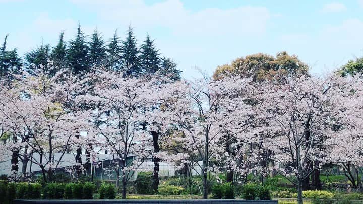 のインスタグラム：「2020年 桜🌸 ・ ・ 六本木ミッドタウン近辺〜 ザ・リッツ・カールトン東京の桜アフタヌーンティー🌸🌸🌸 ・ ・ #桜アフタヌーンティー#桜#六本木#六本木ミッドタウン#アフタヌーンティー#ホテル#ホテルスイーツ#里井真由美#フードジャーナリスト里井真由美 #さといいね#まゆログ #fromgram」