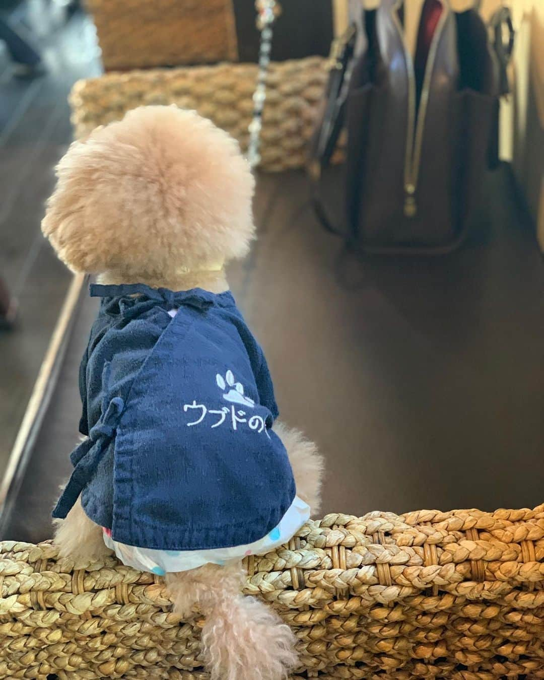 本城結実さんのインスタグラム写真 - (本城結実Instagram)「. . ずーっと行きたかったウブドの森へ . 犬へも、人間へも期待以上の、 最高のおもてなしをして頂きました🥺 . お揃いの作務衣🤣🤣🤣 . #ウブドの森#ウブドの森伊豆高原 #愛犬ヴィレッジ #伊豆高原#伊豆#愛犬お宿#わんこ #わんことお出かけ #わんこのいる生活 #ペット#ペットok #犬好きな人と繋がりたい#いぬすたぐらむ #いぬのいる暮らし #エブリドッグ #といぷーどる #トイプードル #ティーカッププードル #犬すたぐらむ#犬と休日 #inutome」3月25日 21時59分 - yumihonjo_