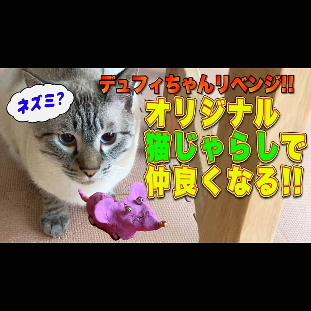 ホルスタイン・モリ夫さんのインスタグラム写真 - (ホルスタイン・モリ夫Instagram)「観てにゃん🐱 #アリモリキャンプ  #猫のデュフィ  #デュフィに好かれたい！ #猫じゃらし #手作り猫じゃらし #YouTube #昨日友人が作ったリゾット #豚ロースまるごとリゾット #まあまあ食べれた #酔っぱらってたからな」3月25日 22時09分 - morry_aroi