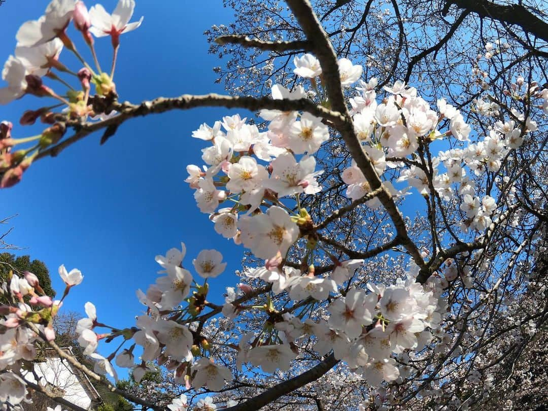 伊東秀和さんのインスタグラム写真 - (伊東秀和Instagram)「今日は昼からゆっくり御岳へ🌟 昔の投稿を確認したら、ちょうど2年前でした✅その時もロッキーボルダーで色々登ったの思い出しました！ 最近、抜けない肩周りの痛みと違和感が、今日もあったので、ほぼピクニックで登りは少しだけ💫 久しぶりの御岳は桜もちょうど咲いてきていたし天気も良かったので気持ちいい時間でした。やっぱり自然の中は最高😁登った後は、立川のバーガーを食べに！！ボリューム満点。美味しかった！ 帰宅すると、サポートしていただいているオリエンタルバイオから、ちょうどなくなっていた様々なサプリメントが届いてました。スペインから帰国後、肩周りの疲労と違和感が続いていたし本当に助かります。明日からの回復に期待✨ @raffinee_orientalbio  @mammut_japan  @camp1889  @oldnewdiner  #オリエンタルバイオ  #ラフィーネ  #ラフィーネアルファ  #ラフィーネエパゴールド  #楽しまナイト  #回復サプリ  #御岳  #御岳ボルダー  #桜  #春 #回復day  #ピクニック  #japan  #立川 #ハンバーガー」3月25日 22時29分 - hide9a2019