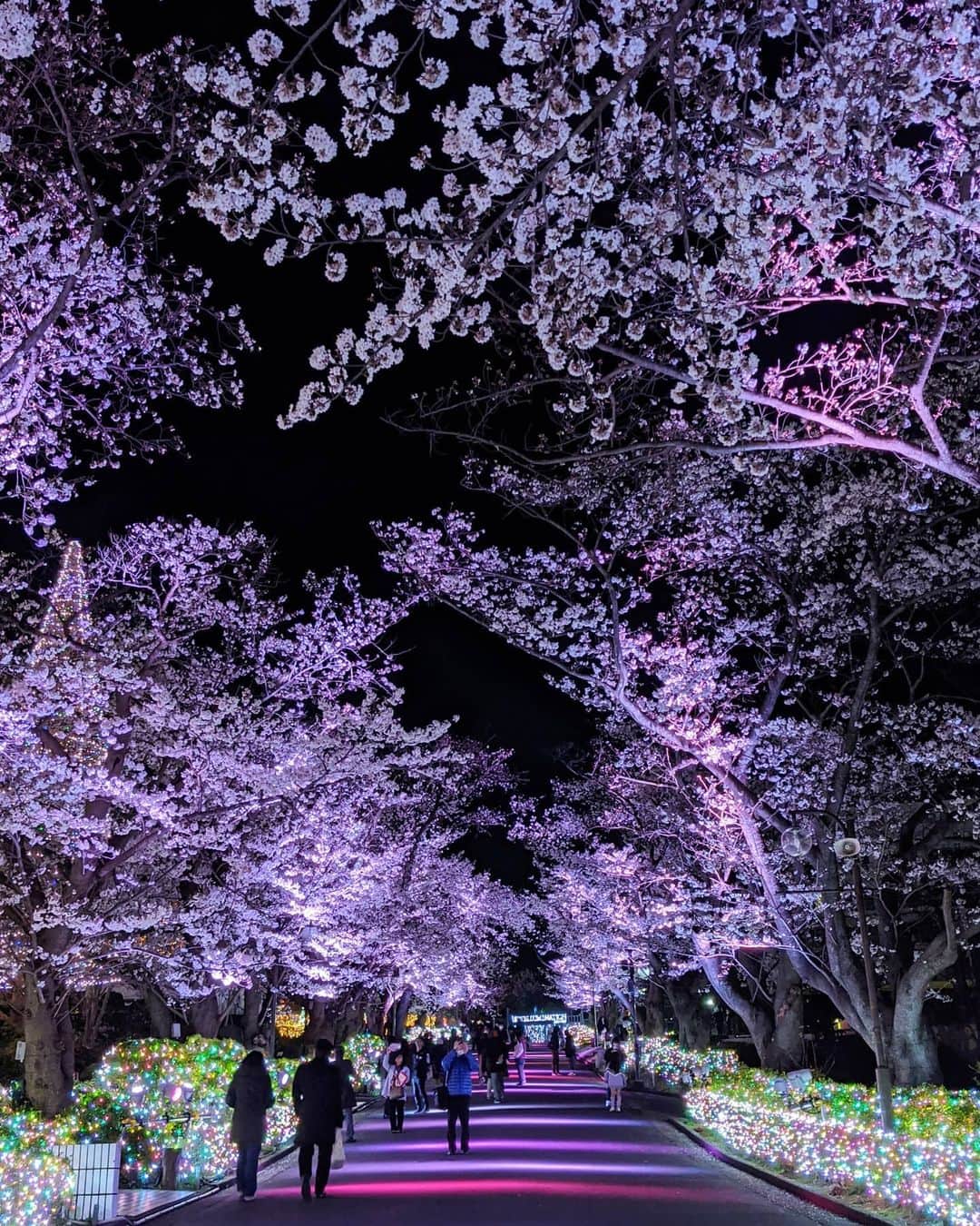 masayaさんのインスタグラム写真 - (masayaInstagram)「よみうりランド 満開 Yomiuliland Tokyo full bloom #pixelで撮影 #teampixel #googleのスマホ」3月25日 22時47分 - moonlightice