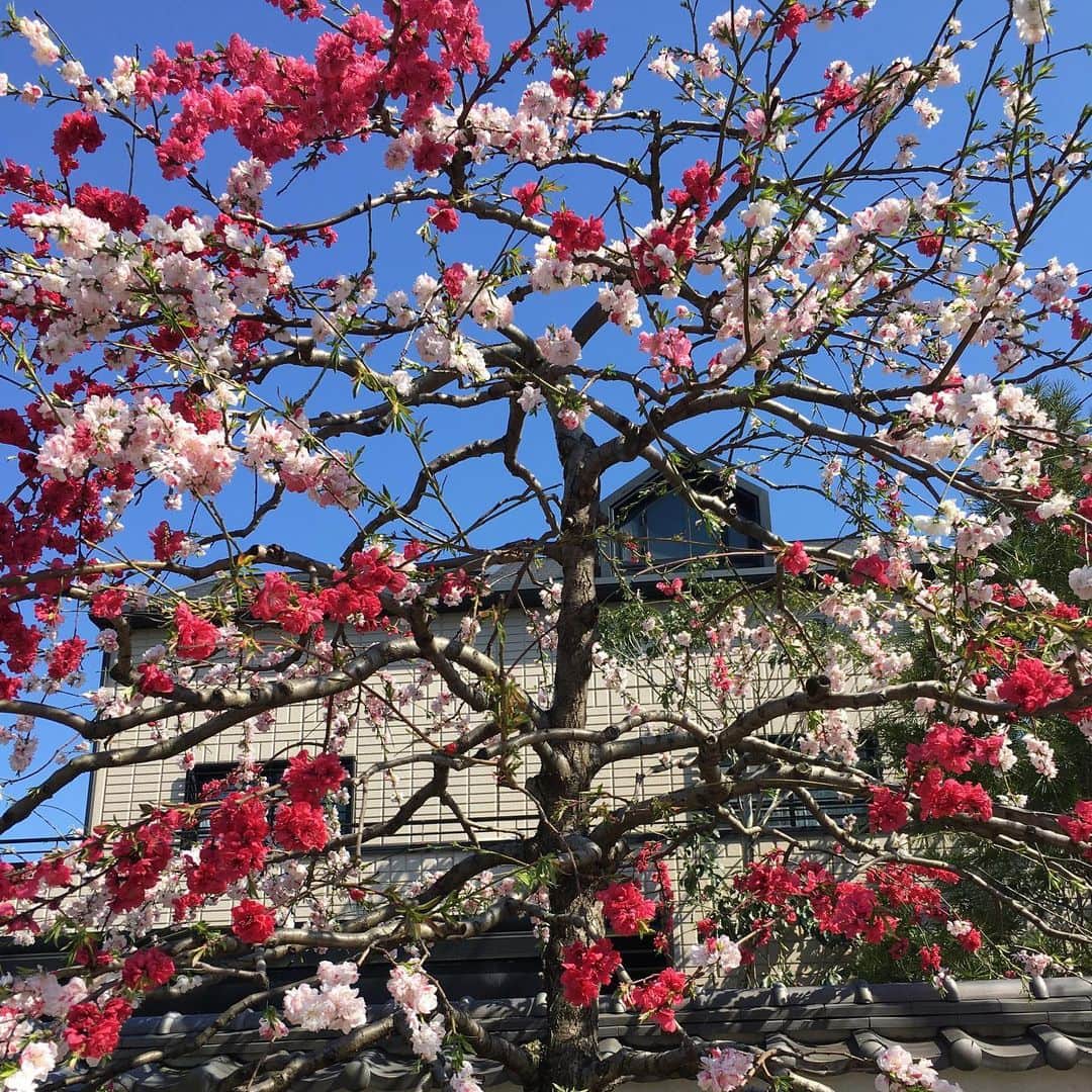 松浦志穂さんのインスタグラム写真 - (松浦志穂Instagram)「一本の木🌳なのに真っ赤な花と赤まじりの薄ピンクの花と全然違う花が咲いてた木🌸🎨」3月25日 22時54分 - matushiho