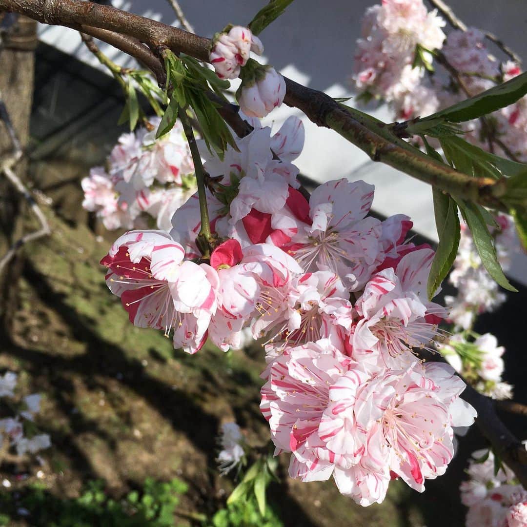 松浦志穂のインスタグラム：「一本の木🌳なのに真っ赤な花と赤まじりの薄ピンクの花と全然違う花が咲いてた木🌸🎨」