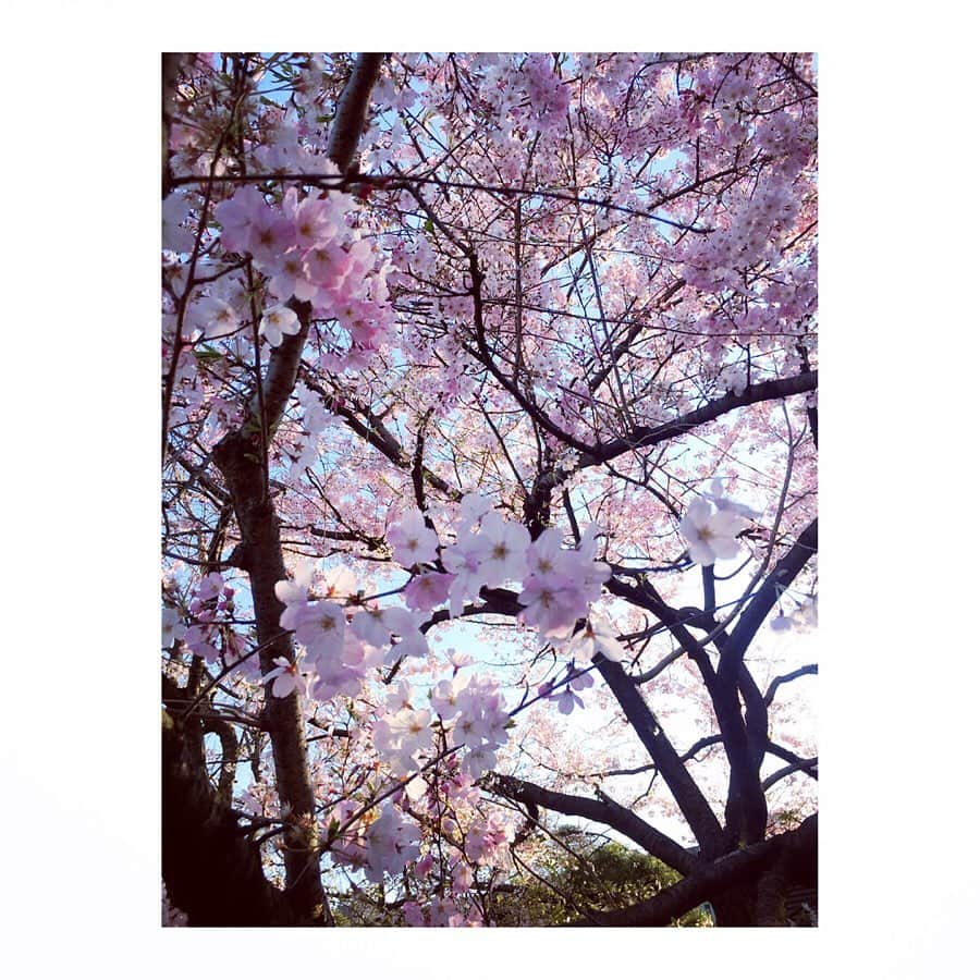 柴田幸子さんのインスタグラム写真 - (柴田幸子Instagram)「収録終わってまだ明るかったので お隣の国立劇場の桜🌸をちょこっと眺めてきました。 * 毎年必ず見てる。。 ここの桜、ホントに好き💗 * 今日の収録、スタジオ内（サブ含め）に 総勢15人位いたのだけど、みーんなしっかりマスク。 小池都知事の会見を見ても 今とても重要な局面を迎えていますね😔 * 今年はお花見🌸🍡も出来ないだろうけど まずは今この局面を乗り切るために各々がしっかりと。 * 1年後、万全の状態でオリパラを開催するためにも！」3月25日 23時08分 - shibata_sachiko