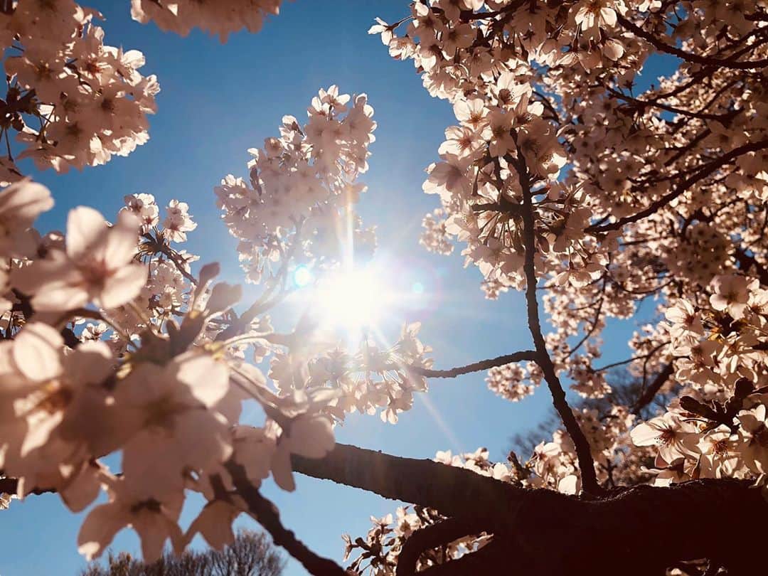 本庄鈴さんのインスタグラム写真 - (本庄鈴Instagram)「・ ・ もうぴんくの桜が 満開になりかけてます 1番すきな季節だ ・ 🌸🌸🌸 ・ ・ ・ #sexy #女優 #spring #桜 #ウォーキング #life #style #love #japanesegirl #longhair #black #instagood #follw #me」3月25日 23時08分 - honjo_suzu