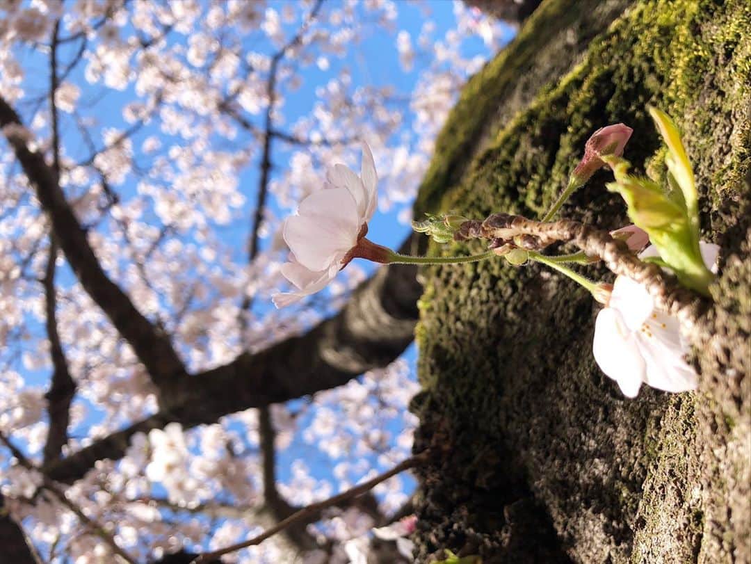 本庄鈴さんのインスタグラム写真 - (本庄鈴Instagram)「・ ・ もうぴんくの桜が 満開になりかけてます 1番すきな季節だ ・ 🌸🌸🌸 ・ ・ ・ #sexy #女優 #spring #桜 #ウォーキング #life #style #love #japanesegirl #longhair #black #instagood #follw #me」3月25日 23時08分 - honjo_suzu