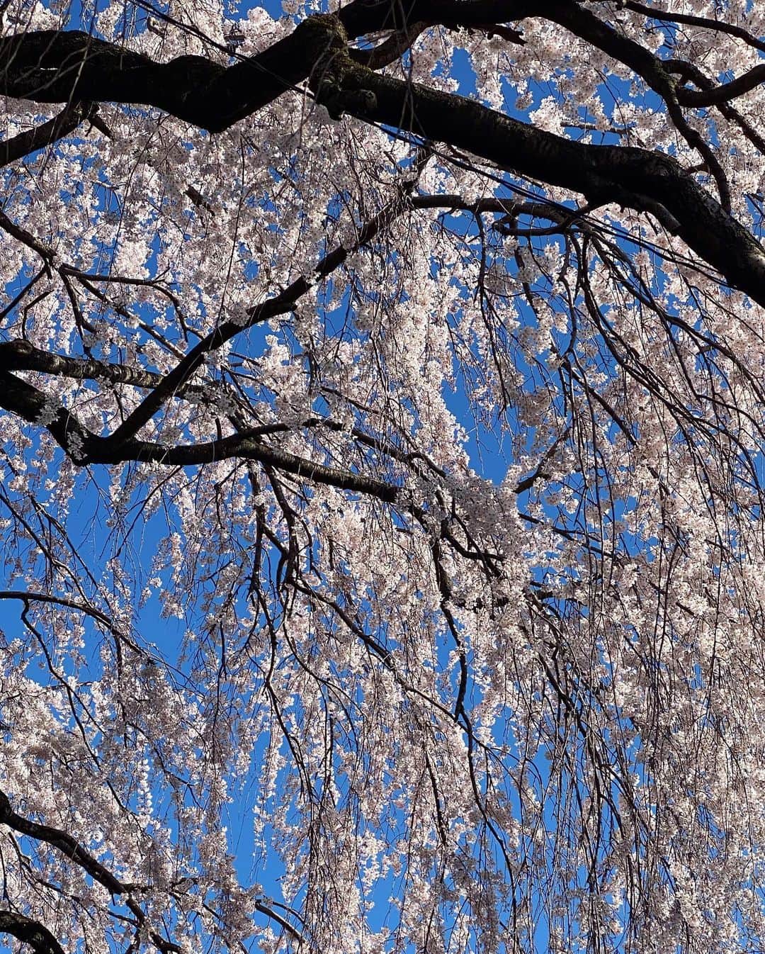 アンミカさんのインスタグラム写真 - (アンミカInstagram)「仕事先の京都で旦那様と合流しての【タクシーお花見🌸🚕〜撮影場所までタクシーで行き、撮影時だけマスクを外す〜】のファッションは、ピンク&デニムで！ 。 ずっと狙ってた、新作の桜色のCHANELのBAGをプレゼント🎁に頂き、BAGをメインにコーデ🌸 。 明日は暖かい様ですが、また寒くなるのだそう💦冷えは免疫が落ちるので、油断禁物ですね！ 。 これから外出が厳しくなるため、タクシー花見のお花見シェアをします🌸 。 #ツイードと白Tの中はヒートテックの極暖を着ています♨️ #ちなみにコートは久々にムートンを出しました！ #三枚目は枝垂れ桜が道に出ていて潜れる桜カーテン🌸 JK、BAG ...CHANEL Tシャツ　...PINKO デニム　...UNIQLO 靴 ...NIKE ジュエリー　...grosse @theodoremillertokyo #happybirthday  #dreamhusband #love #cherryblossom」3月25日 23時09分 - ahnmikaofficial