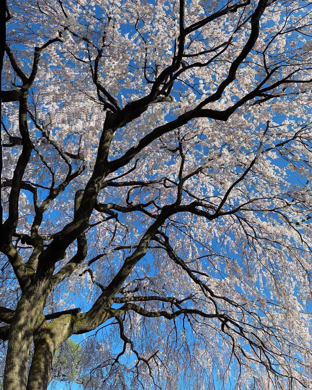 アンミカさんのインスタグラム写真 - (アンミカInstagram)「仕事先の京都で旦那様と合流しての【タクシーお花見🌸🚕〜撮影場所までタクシーで行き、撮影時だけマスクを外す〜】のファッションは、ピンク&デニムで！ 。 ずっと狙ってた、新作の桜色のCHANELのBAGをプレゼント🎁に頂き、BAGをメインにコーデ🌸 。 明日は暖かい様ですが、また寒くなるのだそう💦冷えは免疫が落ちるので、油断禁物ですね！ 。 これから外出が厳しくなるため、タクシー花見のお花見シェアをします🌸 。 #ツイードと白Tの中はヒートテックの極暖を着ています♨️ #ちなみにコートは久々にムートンを出しました！ #三枚目は枝垂れ桜が道に出ていて潜れる桜カーテン🌸 JK、BAG ...CHANEL Tシャツ　...PINKO デニム　...UNIQLO 靴 ...NIKE ジュエリー　...grosse @theodoremillertokyo #happybirthday  #dreamhusband #love #cherryblossom」3月25日 23時09分 - ahnmikaofficial