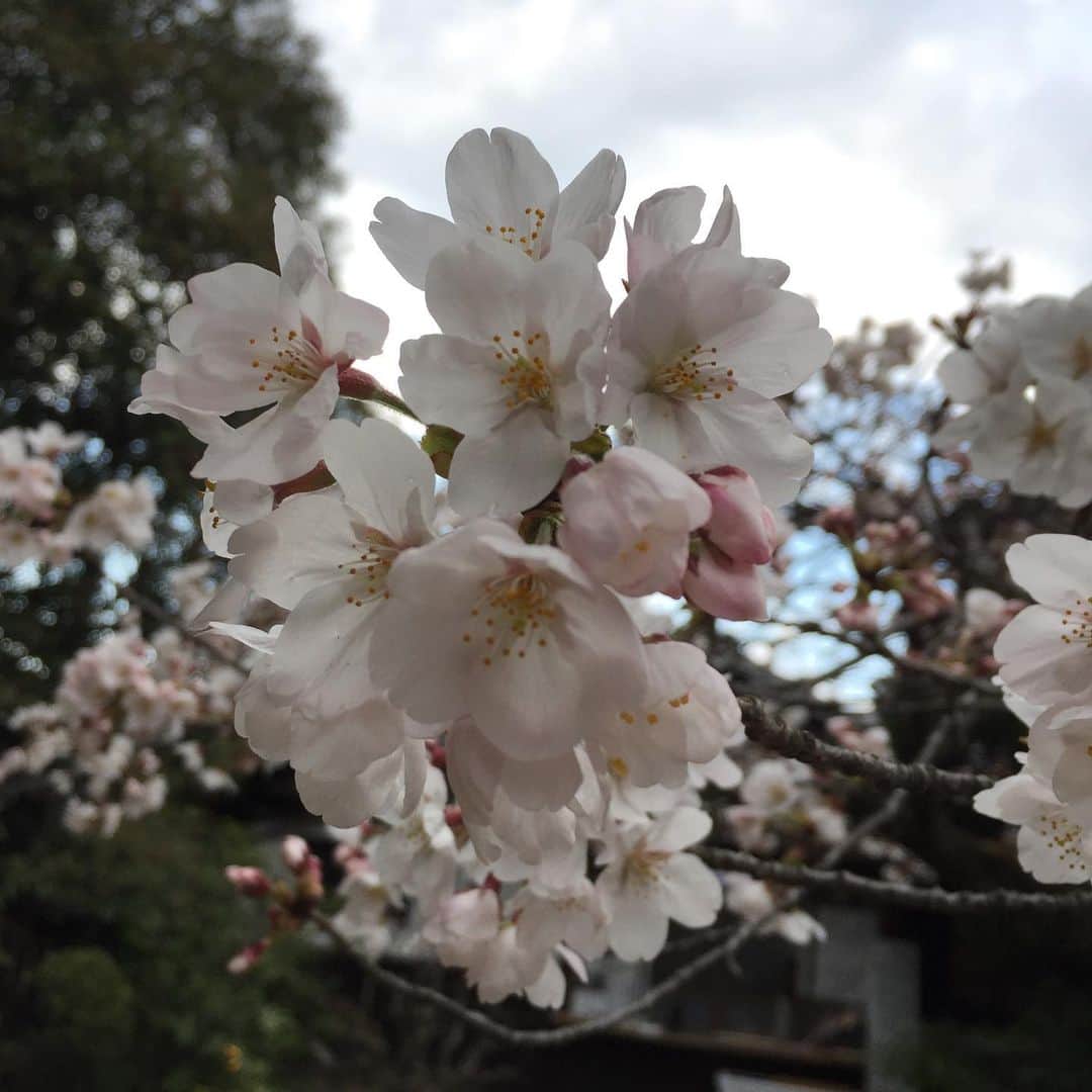 岸田繁さんのインスタグラム写真 - (岸田繁Instagram)「花見はこっそり独りで誰もいない場所でやるほうがいい」3月25日 23時09分 - kishidashigeru