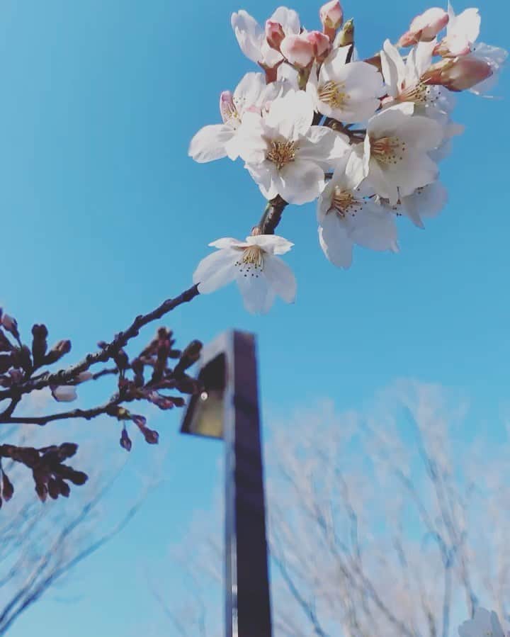 クリスティン・ウェイのインスタグラム：「A beautiful day in Tokyo #花見　#代々木公園 #hanami #yoyogipark #beautifulview #tokyolife #cherryblossom」