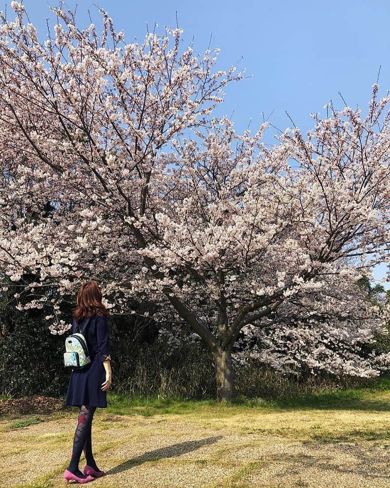 くらしく 福井 で暮らす女性のための情報サイトさんのインスタグラム写真 - (くらしく 福井 で暮らす女性のための情報サイトInstagram)「桜のシーズン到来！﻿ 三国の情報を発信していらっしゃる「yumino392」さんに、桜を愛でるスポットをお聞きしました！﻿ ﻿ *・。*・。*・。*・。*・。*・。*・。*・。*・。﻿ ﻿ 【特集】桜映えする 桜の名所4選！﻿ ﻿ こんにちは。くらしくふくい編集部です。﻿ ﻿ あまりお出かけのできない昨今ですが。﻿ ﻿ 家に籠もってしまい、運動不足やストレスをためてしまうのも、免疫力の低下に繋がってしまいますよね！﻿ ﻿ もちろん、感染対策を十分行い、時間帯や場所にも注意を払って、季節を感じてみるのも、ストレス解消の一つかもしれませんね。﻿ ﻿ そこで今回、三国の情報を発信していらっしゃる「yumino392」さんから、桜を愛でるスポットをお聞きしました！﻿ ﻿ 昨年の情報ですので、開花時期や詳細につきましては、変更されているところもありますが、ご了承ください^^;﻿ ﻿ 美しく素敵な桜、桜映えすること間違いなしですよね！﻿ ﻿ ＳＮＳにアップせずにはいられませんよね？！﻿ ﻿ それでは、いくつかご紹介させていただきます！﻿ ﻿ …﻿ ﻿ この記事の続きは、「くらしくふくい」で。﻿ ﻿ プロフィール（ @kurashiku_fukui ）内のリンクをクリックしてご確認ください♪﻿ ﻿ *・。*・。*・。*・。*・。*・。*・。*・。*・。﻿ ﻿ 「ママとして、妻として、女性として」﻿ ﻿ 福井県は全国的に見ても共働き率の高い「働きもの」の土地柄。そんなくらしの中で、1人で何役もこなす福井の女性たちに「もっと楽しく」「もっと私らしく」福井のくらしを楽しんで欲しい。﻿ ﻿ 「くらしくふくい」は、そんな女性を応援するために、福井で生まれた地元の情報サイトです。﻿ ﻿ *・。*・。*・。*・。*・。*・。*・。*・。*」3月25日 23時40分 - and_fukui_