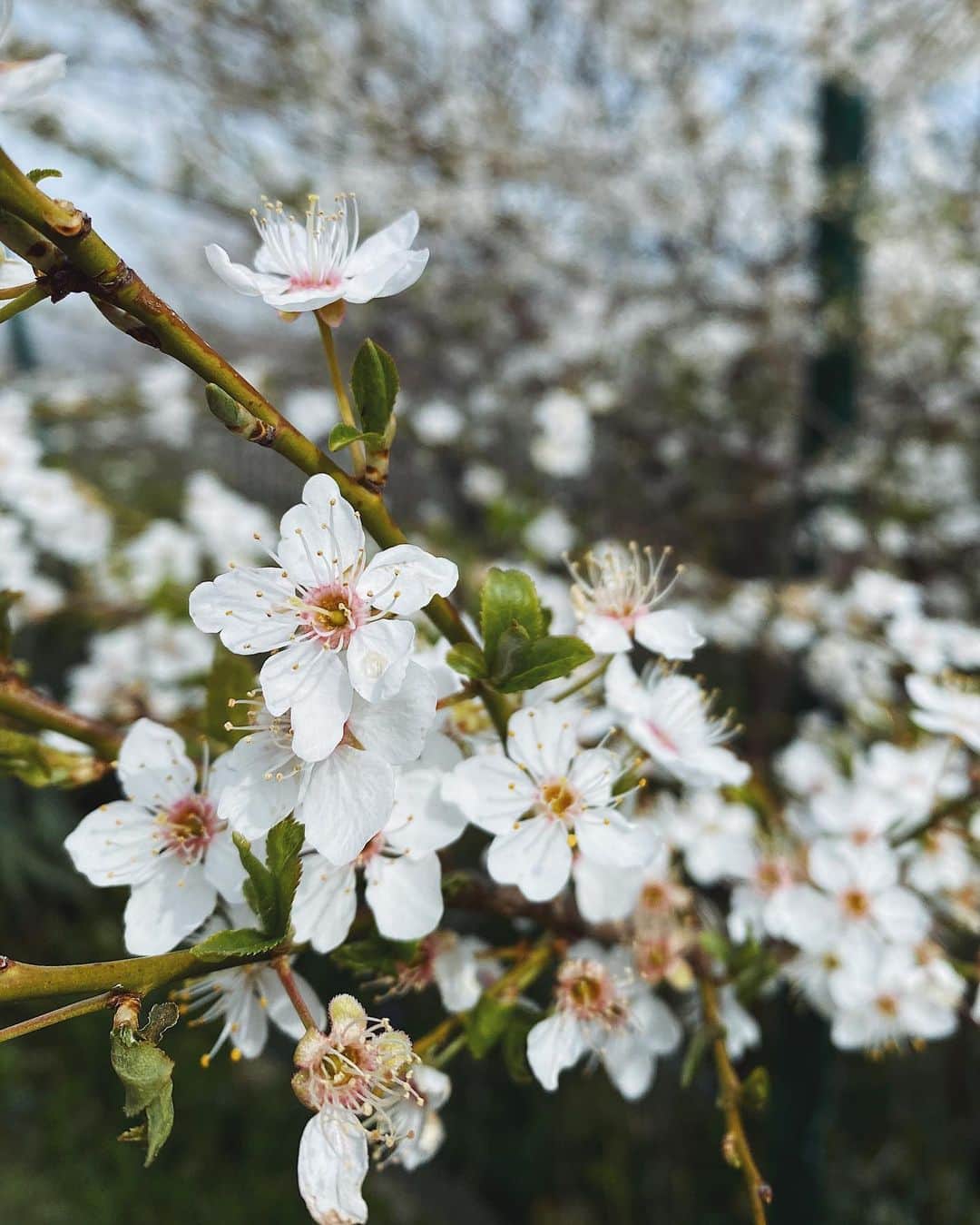 Ilya Mikhailovのインスタグラム：「Весна 🌸」