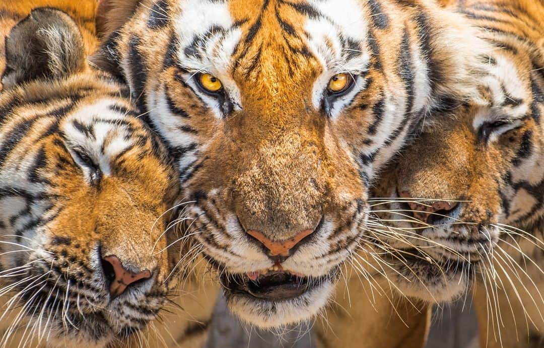 アニマルプラネットさんのインスタグラム写真 - (アニマルプラネットInstagram)「Tigers are the largest cat species in the world and the third-largest carnivore on land-only polar and brown bears are larger. #ProjectCAT has grown its commitment to tiger conservation, from initially supporting nearly 1M acres of tiger habitat in 2016 to now supporting nearly 6M acres. Learn more at the link in our bio. . . . . #animalplanetupclose #animalsofinstagram #animalplanet #animaloftheday #wild #wildlife #outdoors #animals #wildanimals #conservation #nature #animallovers #instanature #wildgeography」3月25日 23時45分 - animalplanet