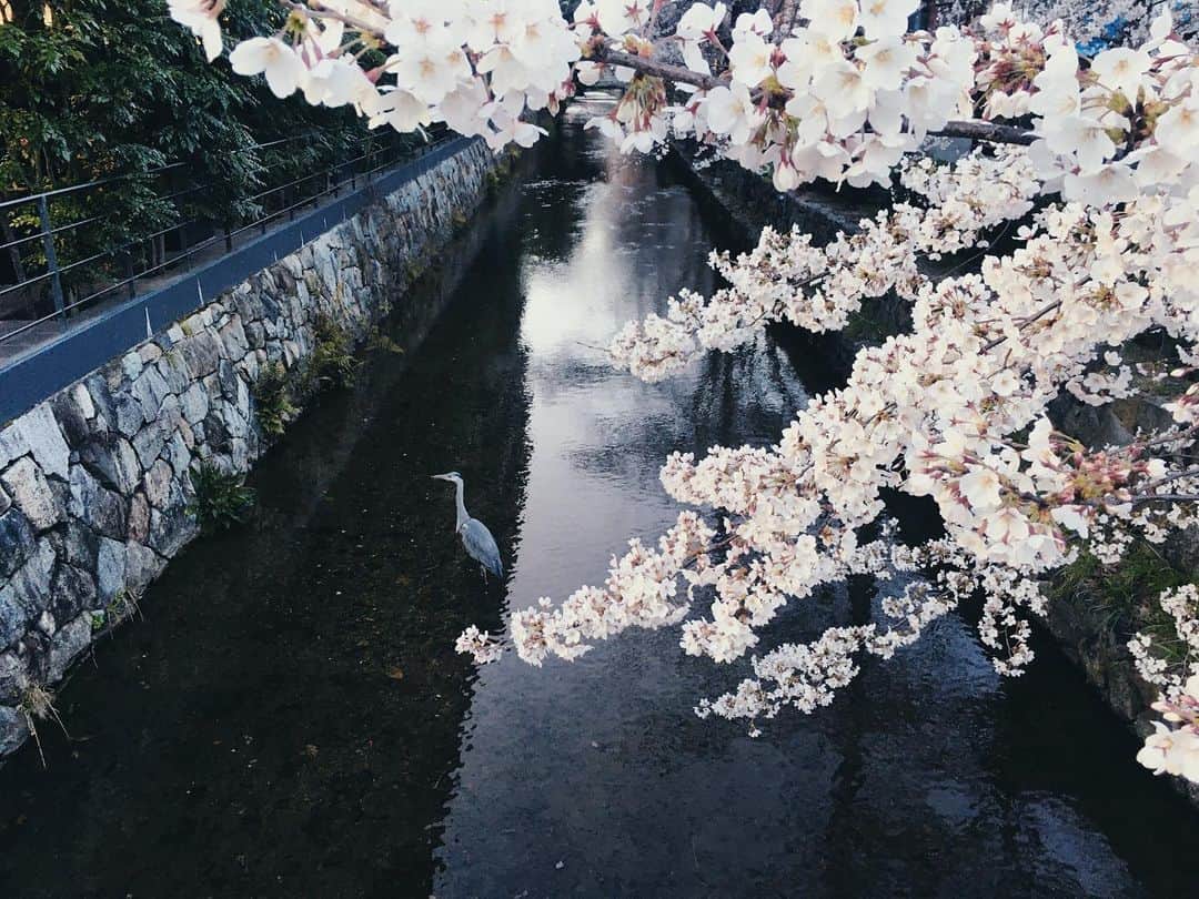 藤野可織のインスタグラム：「高瀬川と鷺と桜🌸」