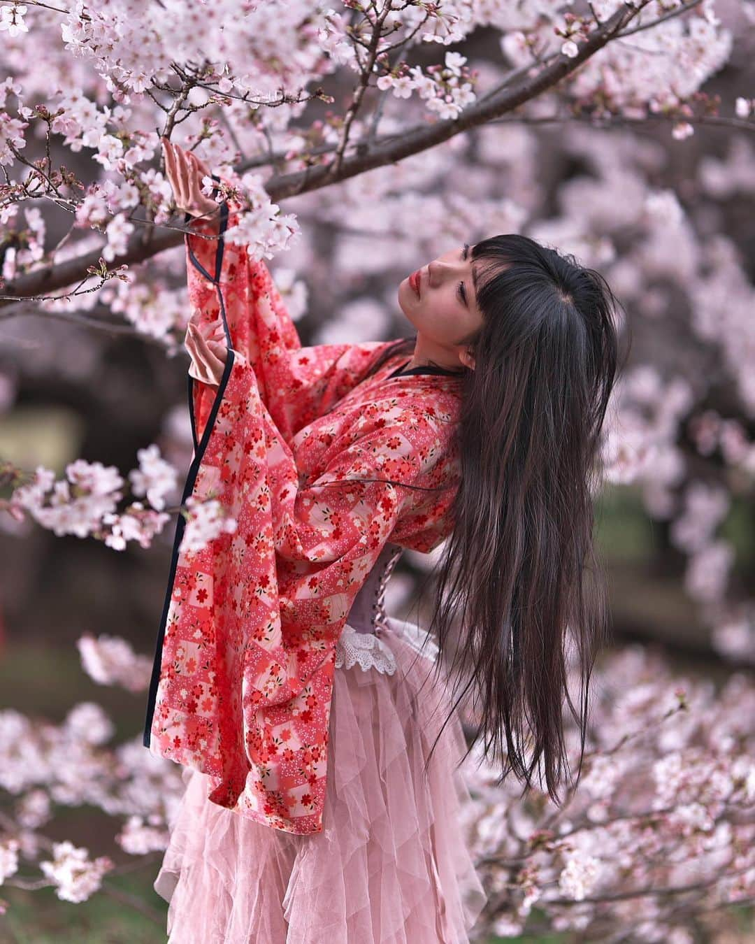 秋元るいさんのインスタグラム写真 - (秋元るいInstagram)「はじめての和洋折衷コーデ×桜でした❤️ 📸北川　san .  #マシュマロ撮影会  #撮影会 #撮影会モデル #撮影会モデル募集 #ロケ撮影 #個撮  #リク撮  #サロンモデル #ポートレート #ポートレートモデル  #コスプレ #コスプレモデル  #グラビア #ポートレートしま専科  #ポートレート写真  #作品撮り  #東京カメラ部  #ポートレートモデル撮影 #カメラマンさんと繋がりたい #写真好きな人と繋がりたい #japanesegirl  #ootd #今日のコーデ #コスプレイヤー　#フリーモデル　#cooljapan #黒髪女子 #桜　#sakura #spring」3月26日 0時14分 - akimoto_rui