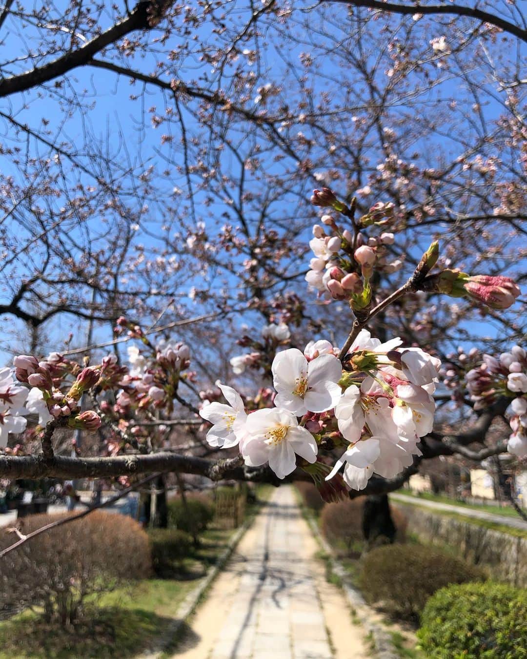 三原勇希さんのインスタグラム写真 - (三原勇希Instagram)「beautiful Kyoto 🌸🍃 今はがまん、だけどまた来るよ〜！！」3月26日 0時18分 - yuukimeehaa