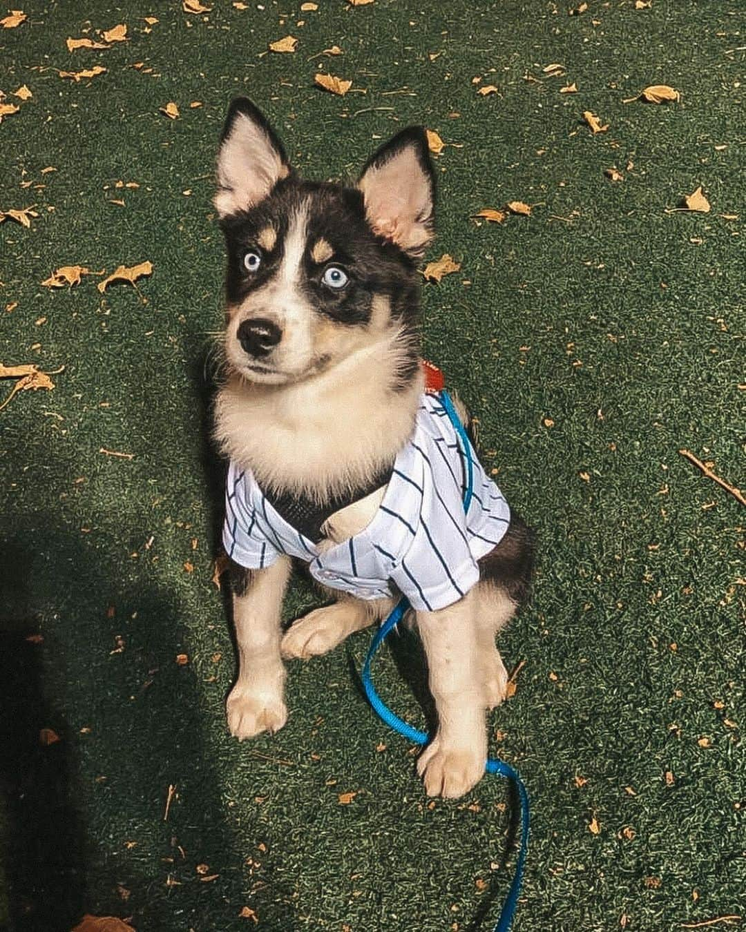 ロリス・カリウスさんのインスタグラム写真 - (ロリス・カリウスInstagram)「Stuck at home so I’m posting old pictures of my dog & me」3月26日 0時24分 - loriskarius