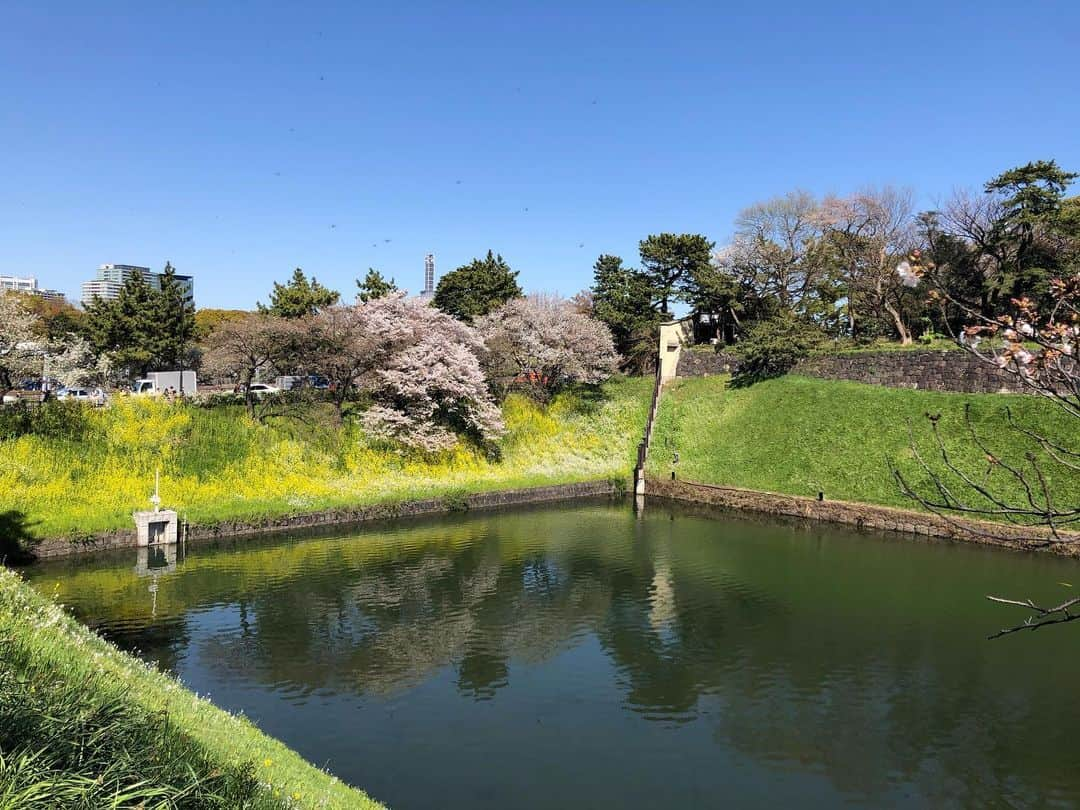 藤本真未さんのインスタグラム写真 - (藤本真未Instagram)「* 千鳥ヶ淵の桜🌸 今年も力強く、華やかに咲いています🌸 お昼ごはんを買いに行くときに撮影しました😊 * 小池知事が緊急記者会見を開き、週末の不要不急の外出自粛を呼びかけました。 大変な時だからこそ周囲への思いやりを大切に。感染拡大をみんなで防ぎましょう！ * #桜 #さくら #サクラ #CherryBlossoms #ソメイヨシノ #千鳥ヶ淵 #半蔵門」3月26日 0時47分 - manamifujimoto108