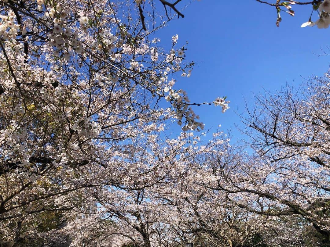 藤本真未さんのインスタグラム写真 - (藤本真未Instagram)「* 千鳥ヶ淵の桜🌸 今年も力強く、華やかに咲いています🌸 お昼ごはんを買いに行くときに撮影しました😊 * 小池知事が緊急記者会見を開き、週末の不要不急の外出自粛を呼びかけました。 大変な時だからこそ周囲への思いやりを大切に。感染拡大をみんなで防ぎましょう！ * #桜 #さくら #サクラ #CherryBlossoms #ソメイヨシノ #千鳥ヶ淵 #半蔵門」3月26日 0時47分 - manamifujimoto108