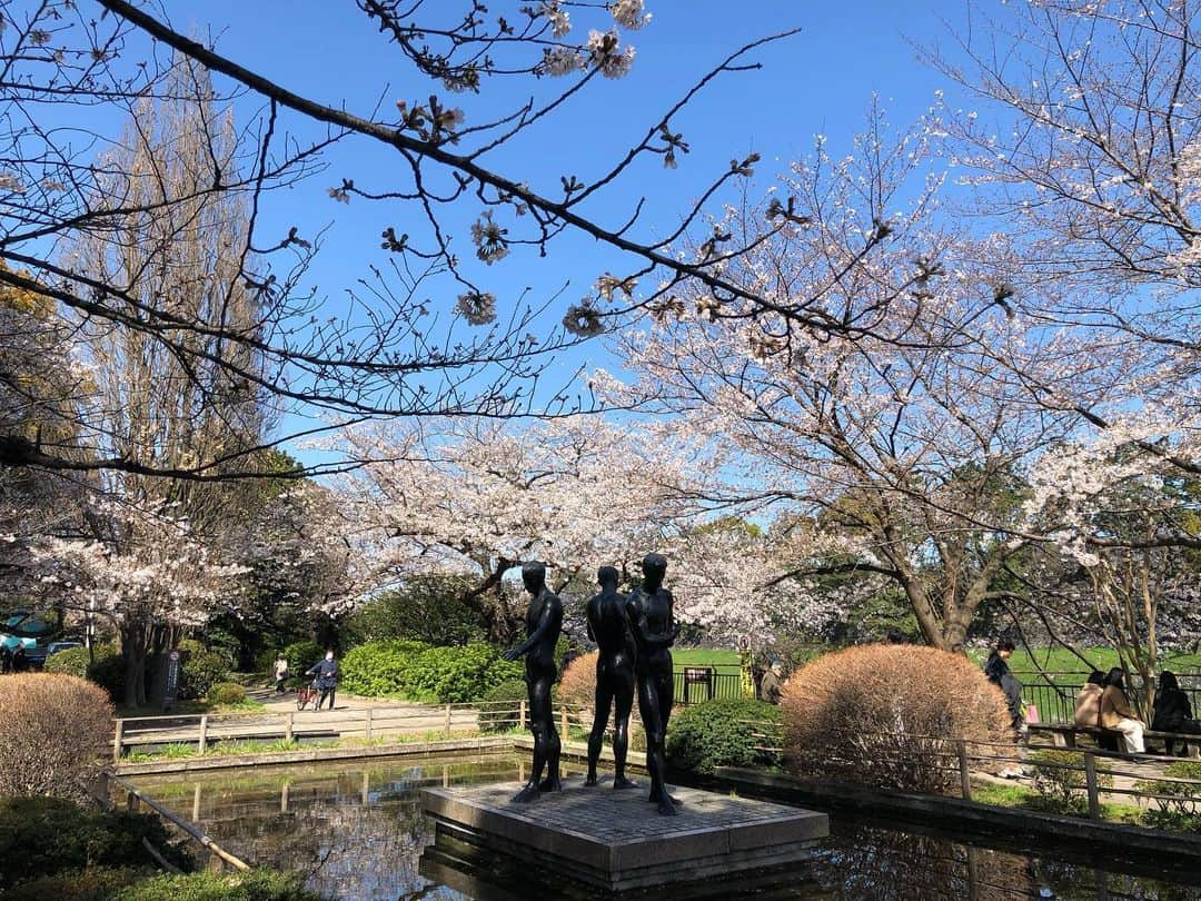 藤本真未さんのインスタグラム写真 - (藤本真未Instagram)「* 千鳥ヶ淵の桜🌸 今年も力強く、華やかに咲いています🌸 お昼ごはんを買いに行くときに撮影しました😊 * 小池知事が緊急記者会見を開き、週末の不要不急の外出自粛を呼びかけました。 大変な時だからこそ周囲への思いやりを大切に。感染拡大をみんなで防ぎましょう！ * #桜 #さくら #サクラ #CherryBlossoms #ソメイヨシノ #千鳥ヶ淵 #半蔵門」3月26日 0時47分 - manamifujimoto108