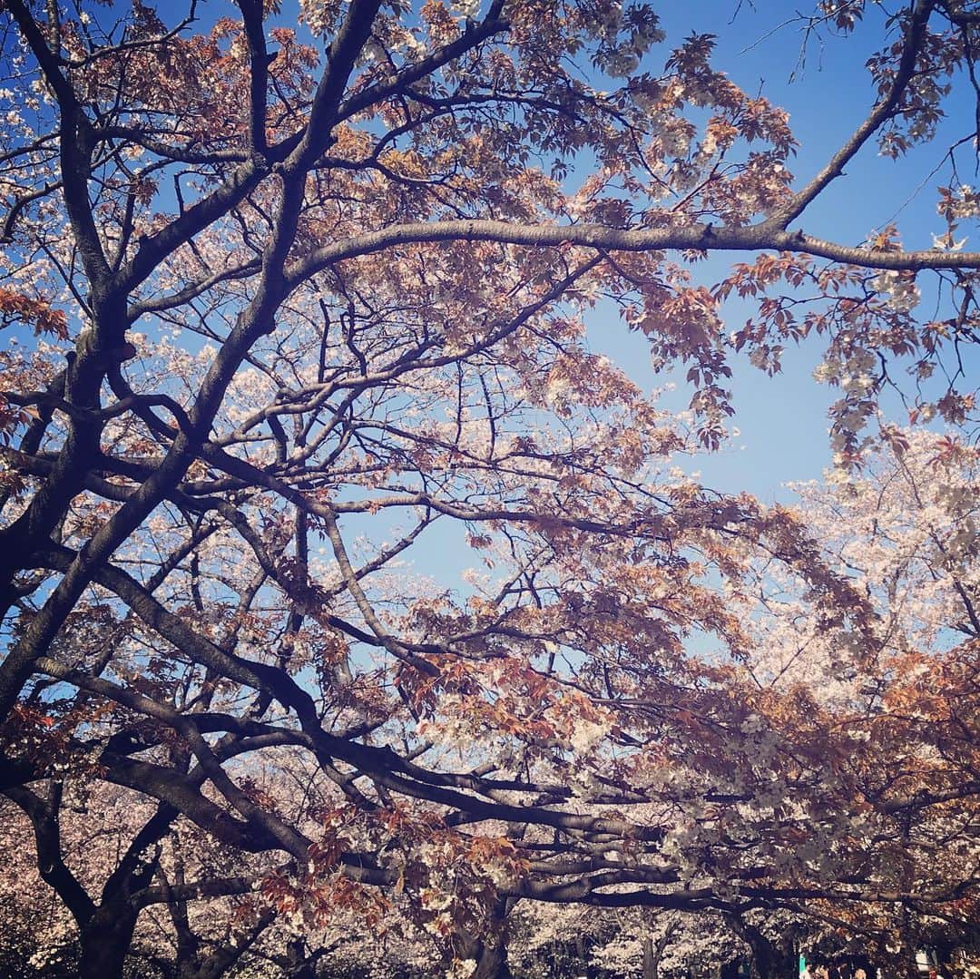 鶴田真由のインスタグラム：「sakura saku」