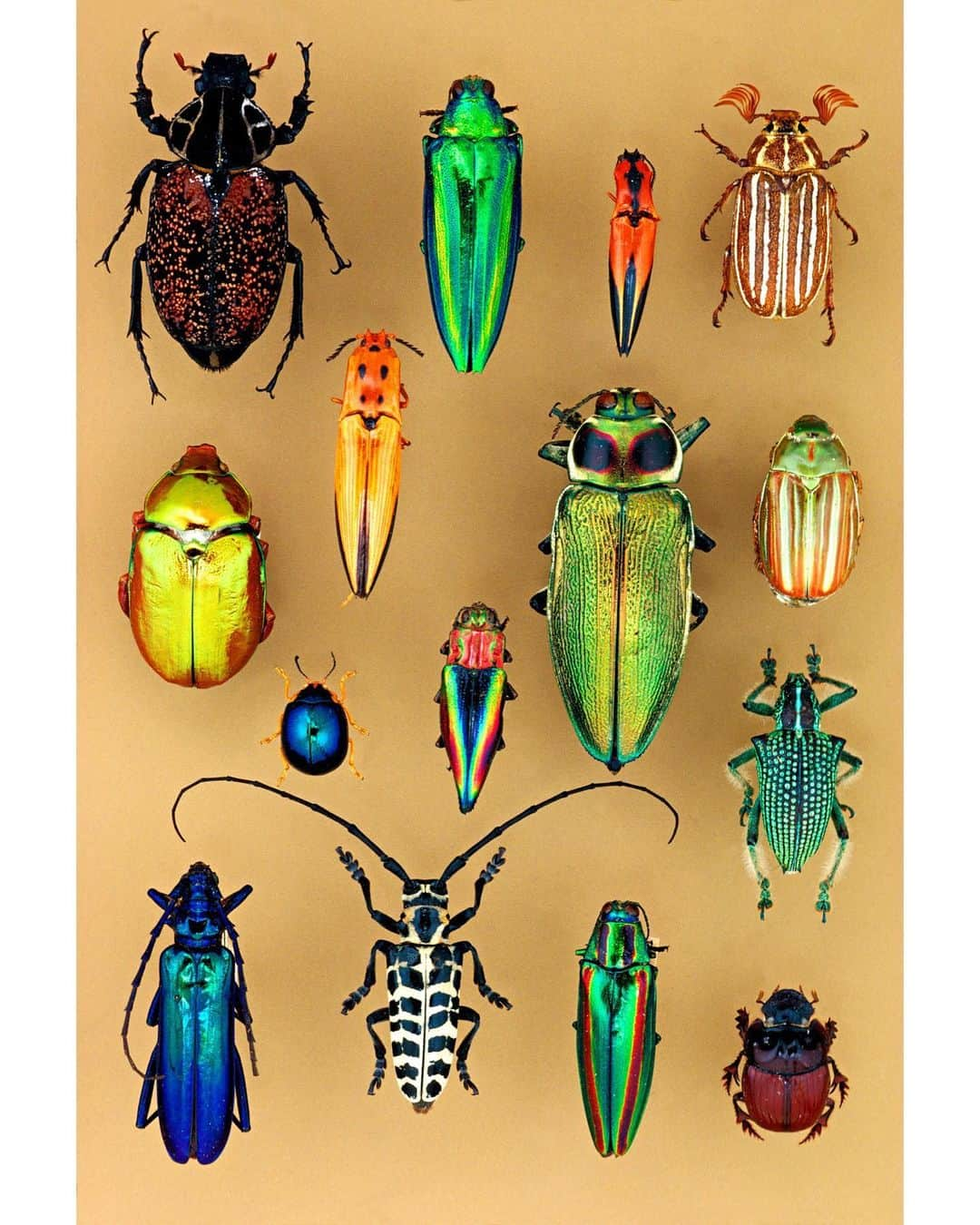 スミソニアン博物館さんのインスタグラム写真 - (スミソニアン博物館Instagram)「For a break, here's something shiny from the natural world: beetles in @smithsoniannmnh’s collection. There are more than three times as many beetle species as there are vertebrate species on Earth. If all animal species were laid out side-by-side, every fourth animal species would be a beetle. You can explore more #ObjectsofWonder from across our collections online at si.edu/collections. #MuseumFromHome #MuseumMomentOfZen」3月26日 1時43分 - smithsonian