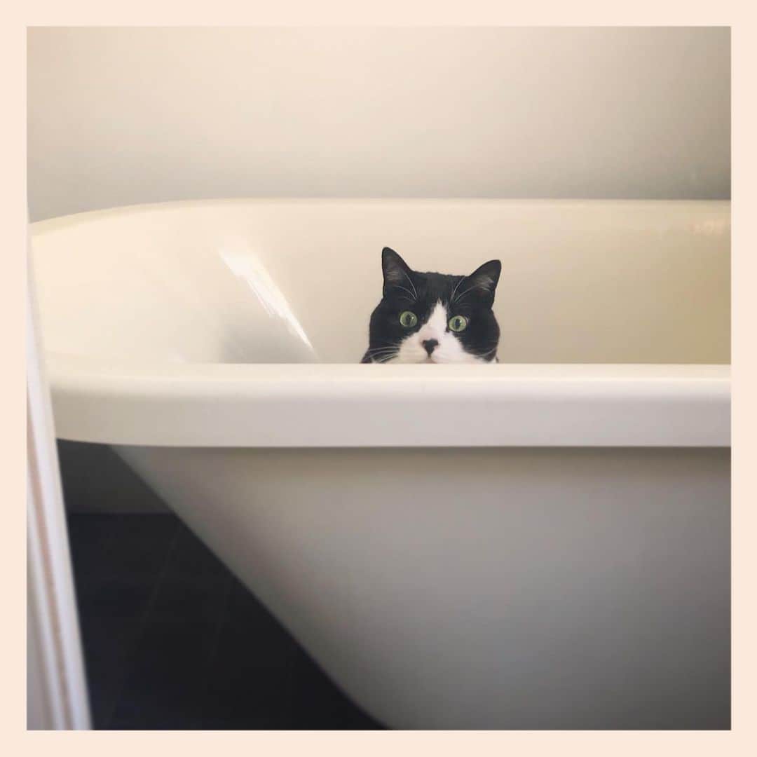 パンといっぴきのインスタグラム：「#元保護猫 #ハチワレ #白黒猫 #blackandwhitecat #tuxedocat」