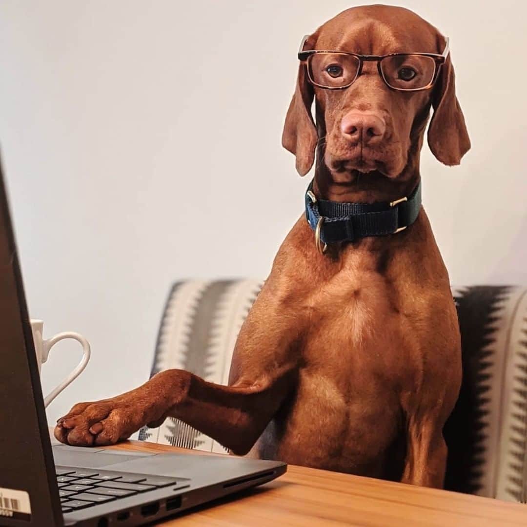 Warby Parkerのインスタグラム：「Hi everyone! We're popping up to say hello—and that while you're social distancing, working from home, caring for loved ones, or just trying to maintain a sense of normalcy, #teamwarby is here. You can continue to count on us for your glasses, contacts, and prescription needs. We're thinking up a few ways that we can help make your days a little brighter (and easier!), but we're curious—what would you like to see from us right now? 💙🤓(Photo by @levi_the_v.)」