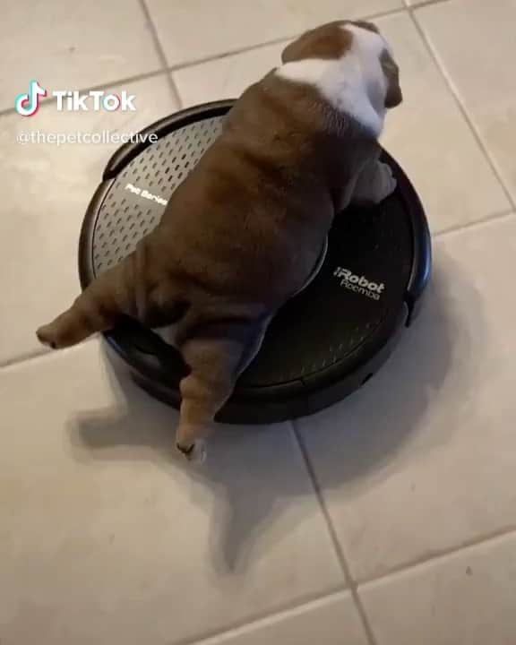 Bodhi & Butters & Bubbahのインスタグラム：「Zoom zoom bb . . . . . #bulldog #puppy #hot #ride #look #at #that #whip #dogsofinstagram #funny #smile #lockdown #love #happy #positivevibes @thepetcollective」