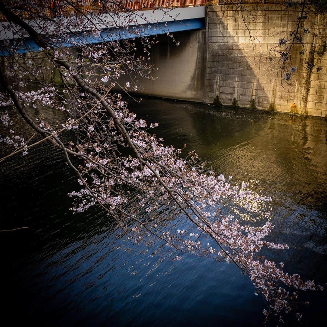 林信行さんのインスタグラム写真 - (林信行Instagram)「Some pictures from Social-distance Hanami, I enjoyed earlier this week on my way home. 今週はじめミーティング帰りに人との距離を保ちながらでも花見(それも目黒川-目黒駅側だけど)できる証明しながら撮ってきた桜を今さらシェア。 ‪この写真を撮っているときに思った。‬ ‪実は花見で人が混み合っている場所は桜の木の「量」が多いところ。‬ ‪今回のCOVID19きっかけに、桜の木の枝ぶりや花の美しさと言った「質」重視になれば人がばらけそう。マイナーな場所のマイナーな木、いかにその魅力語るかを競い合う文化。‬ ‪これ、実はAI時代に大事な能力…‬」3月26日 3時07分 - nobihaya