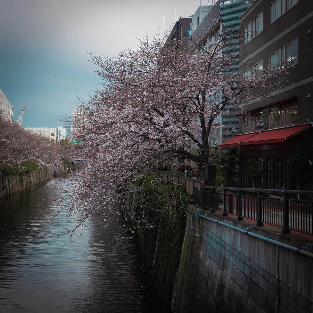 林信行さんのインスタグラム写真 - (林信行Instagram)「Some pictures from Social-distance Hanami, I enjoyed earlier this week on my way home. 今週はじめミーティング帰りに人との距離を保ちながらでも花見(それも目黒川-目黒駅側だけど)できる証明しながら撮ってきた桜を今さらシェア。 ‪この写真を撮っているときに思った。‬ ‪実は花見で人が混み合っている場所は桜の木の「量」が多いところ。‬ ‪今回のCOVID19きっかけに、桜の木の枝ぶりや花の美しさと言った「質」重視になれば人がばらけそう。マイナーな場所のマイナーな木、いかにその魅力語るかを競い合う文化。‬ ‪これ、実はAI時代に大事な能力…‬」3月26日 3時07分 - nobihaya